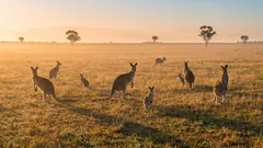Dlaczego 95% terytorium Australii jest niezamieszkane: Wybrzeże kontra interior